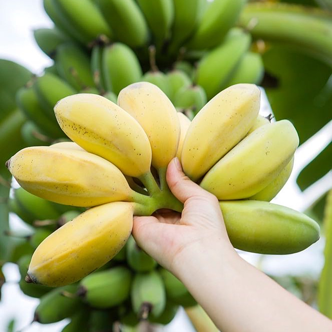 福建土楼正宗苹果蕉新鲜水果香蕉自然熟粉蕉445斤苹果蕉445斤