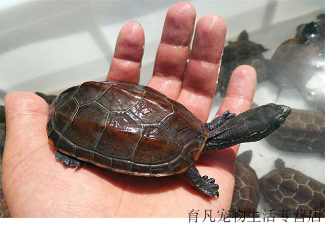 店铺推荐宠物活体小乌龟外塘中华草乌龟龟水陆观赏草龟活物23cm情侣