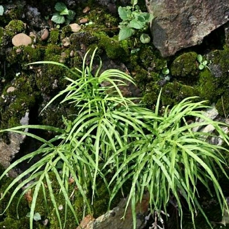 鸡尾草图片 药用图片