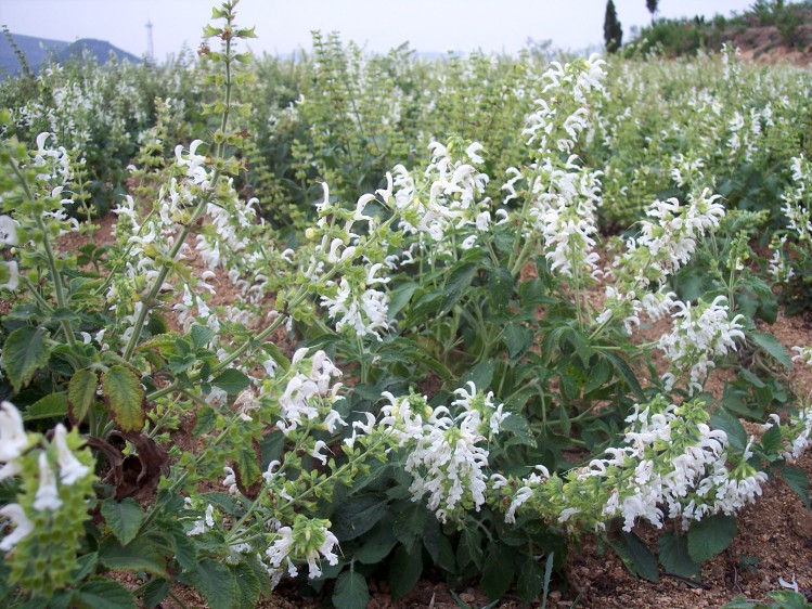 正宗山東萊蕪白花丹參茶丹參片粉勝野生紫丹參茶白花丹參根熟片茶