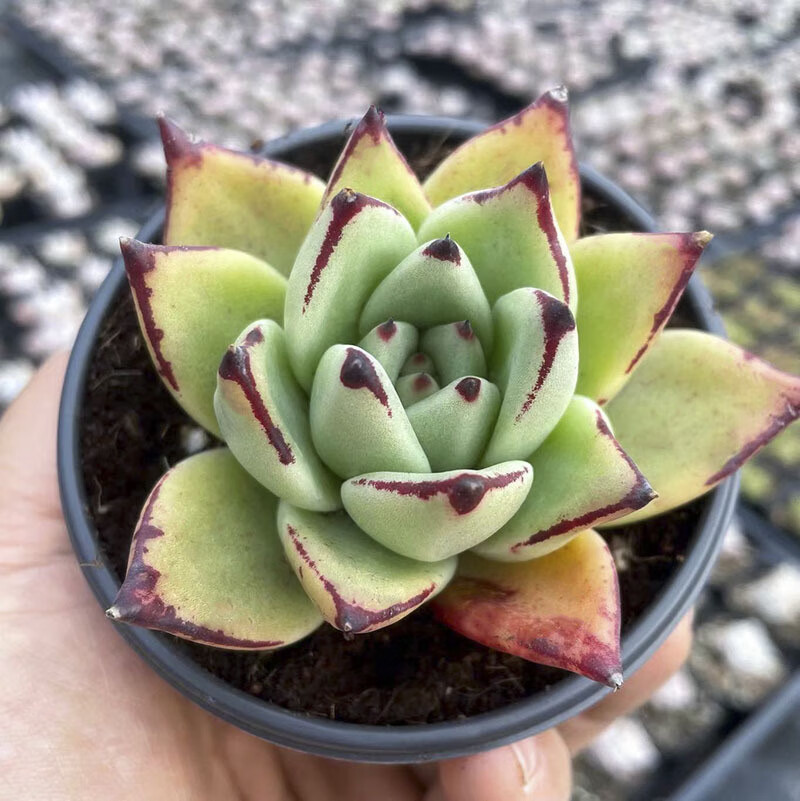 大棵大株超大园艺清棚贵货多肉 大单头小浣熊8-9cm(种好发货)【图片