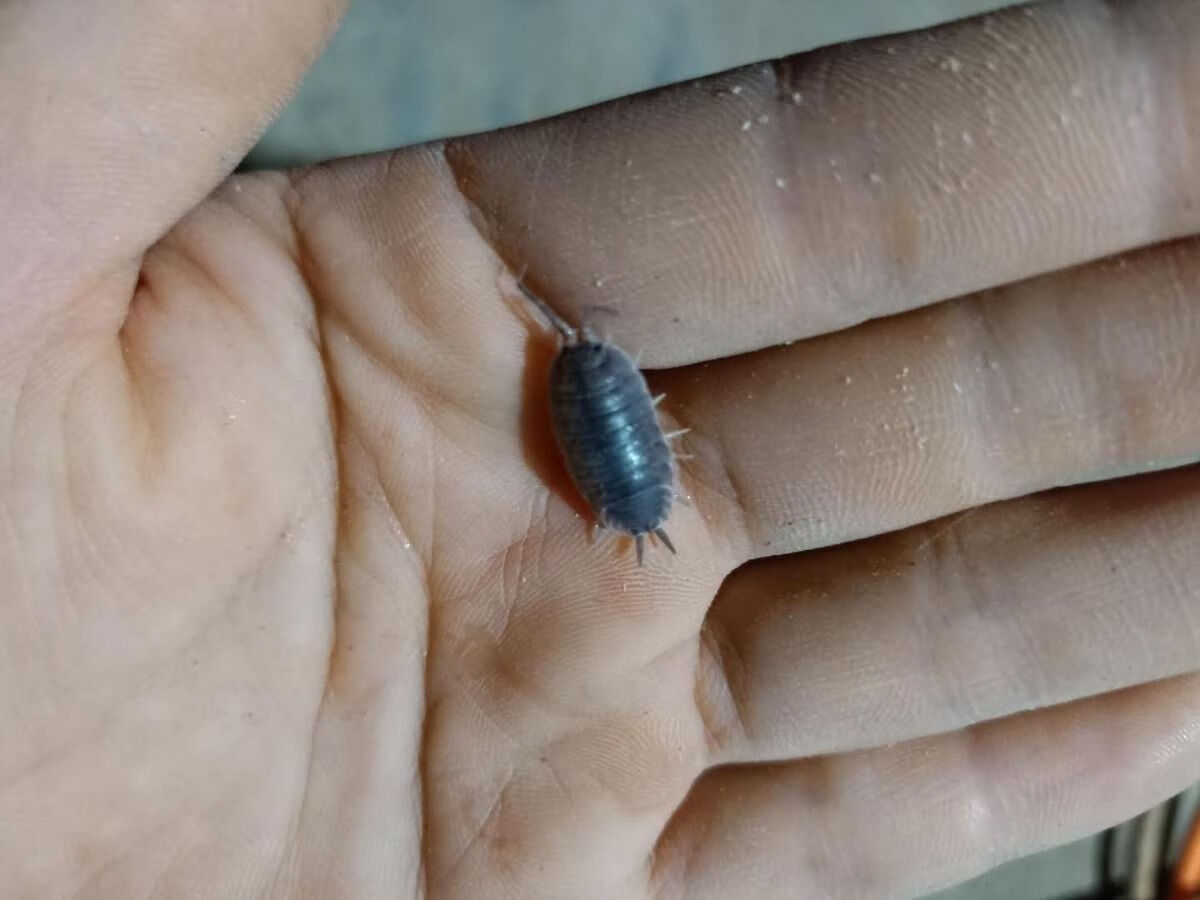 现捉活鼠妇虫活体 西瓜虫 潮虫 学生生物实验 包成