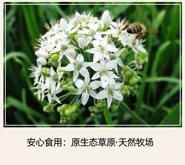 内蒙古纯野生韭菜花酱野生手工采摘大颗粒韭菜花酱野韭花火锅调料500