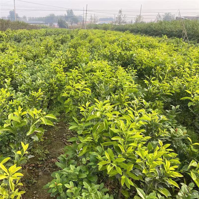 麻阳冰糖橙甜橙苗树苗嫁接果树南方种植柑橘水果树盆地栽当年结果 2年