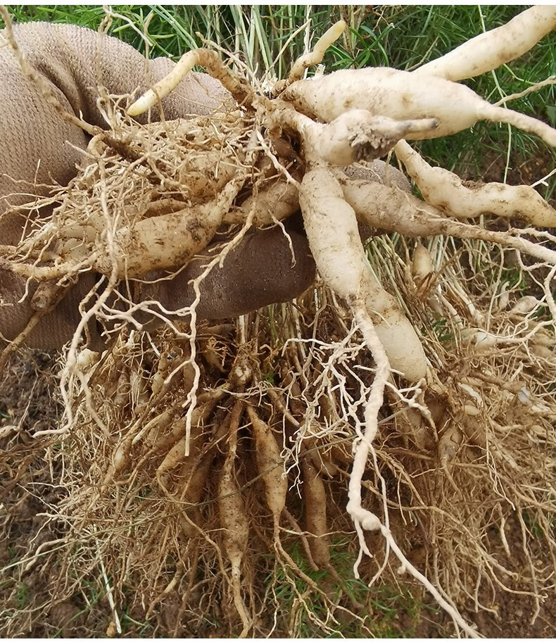 天门冬种苗高产良种大天冬苗广西种植基地苗场种子苗现挖现发 天冬苗