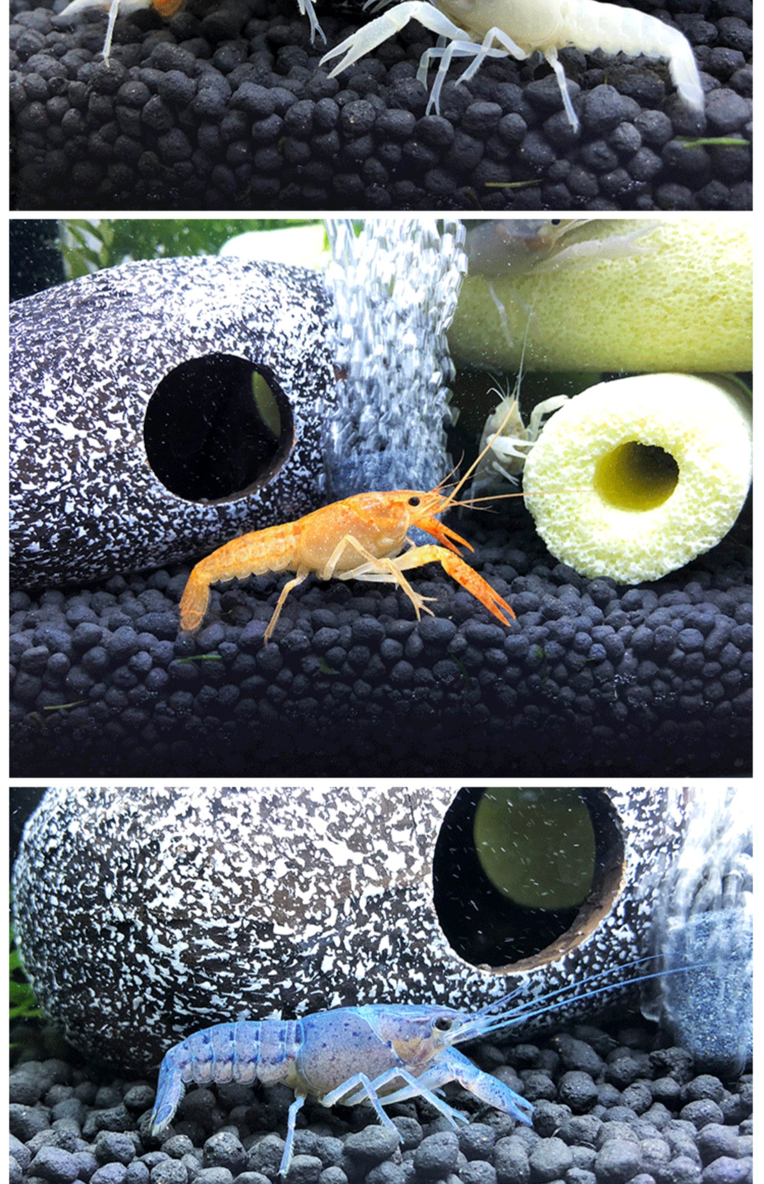 佛蓝鳌虾冷水观赏宠物虾佛兰熬虾佛罗里达蓝橙白敖螯虾活体蓝鳌虾46cm