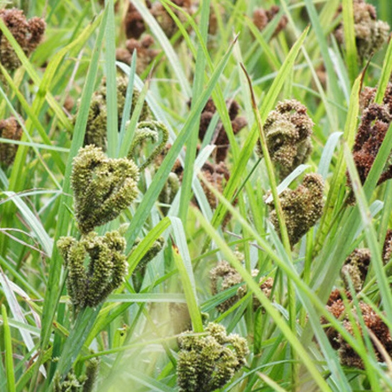 广西特产鸭脚粟龙爪粟拳头粟米粒米粉新米红粟米五谷杂粮陈粟精品粟米