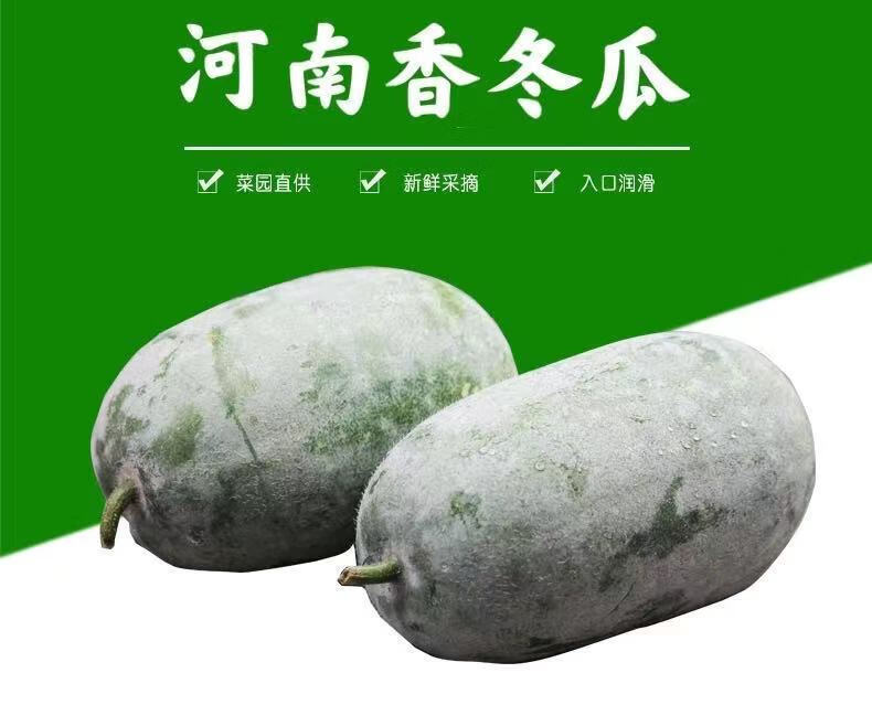 新鲜小冬瓜迷你水果冬瓜210斤批发冬瓜毛节瓜挂霜白冬瓜本地农户直发