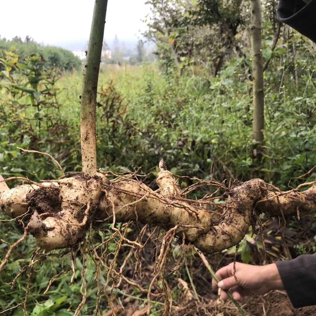 野生黄精特级新鲜鸡头黄精种苗种芽九蒸九晒黄精干中药材泡茶新鲜大