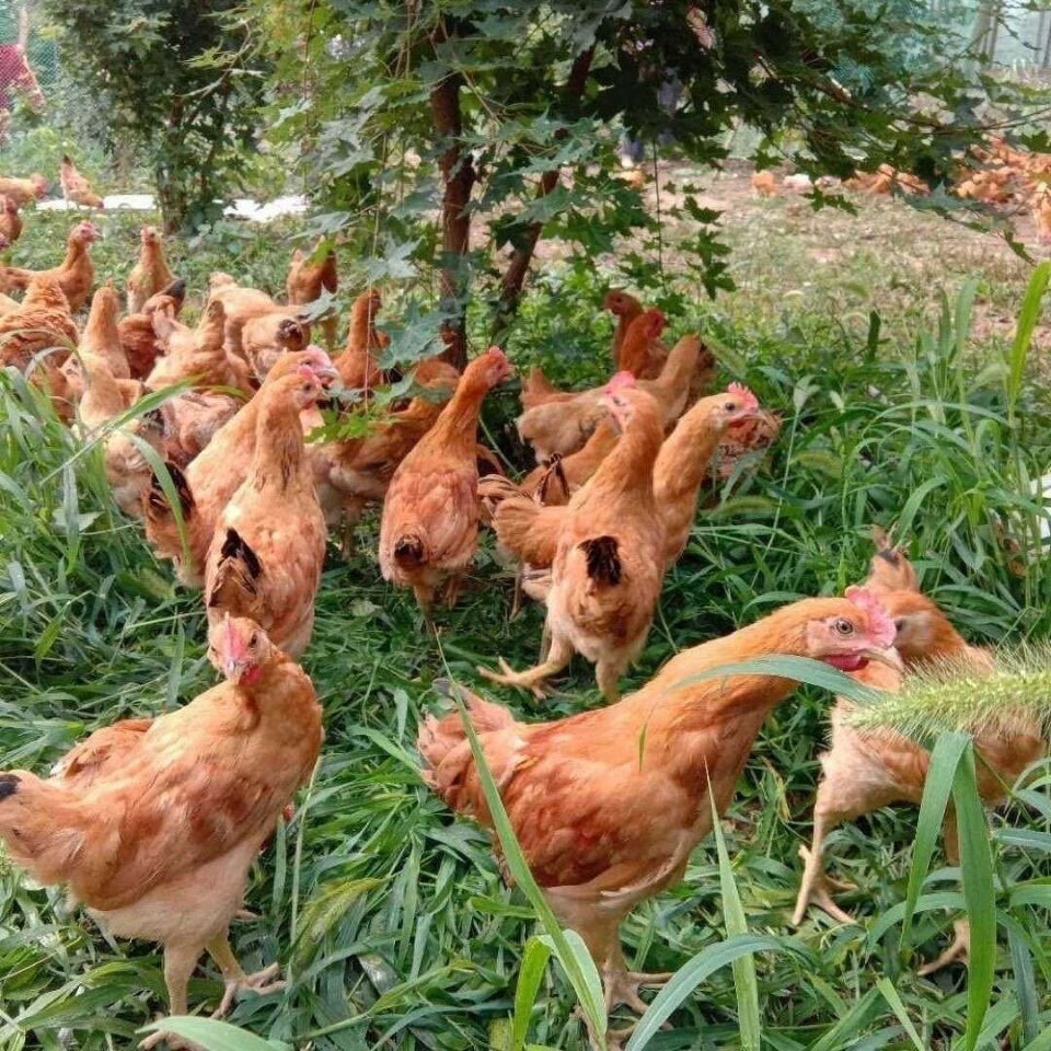 cmcm纯种半大土鸡一斤麻羽产蛋王笨母鸡活体脱温苗农家散养批发成年