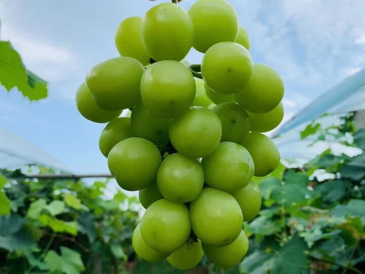 媚调 陕西渭南2022新鲜水果阳光玫瑰葡萄当季水果孕妇小孩水果甘甜