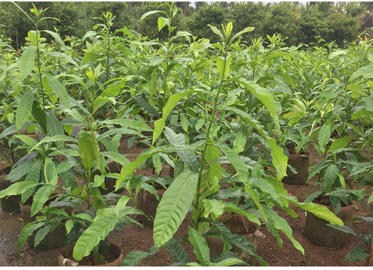 芥圃台湾黄晶果苗名贵果树黄金果树四季结果雅美果亚美果带土带叶发货