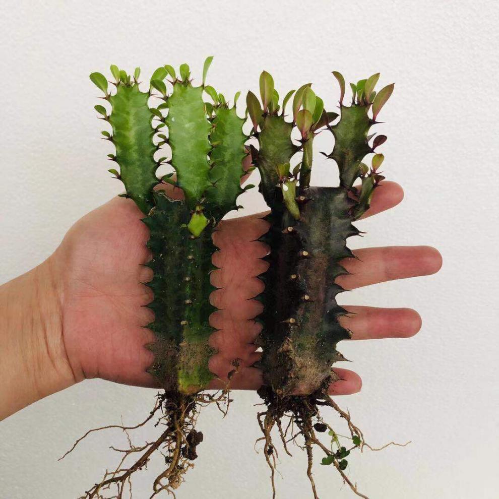 龙骨盆栽仙人掌花卉室内客厅四季常青好养绿植吸除甲醛批发青龙骨苗1