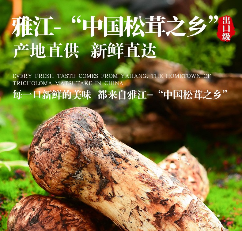 黔西南助农馆 四川雅江野新鲜松茸菌出口级礼盒装未开伞高品质菌菇