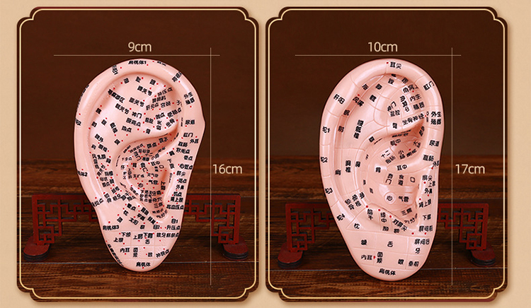 中醫耳穴模型人體耳部反射區按摩耳朵刻字全中文針灸穴位模型17cm 16*
