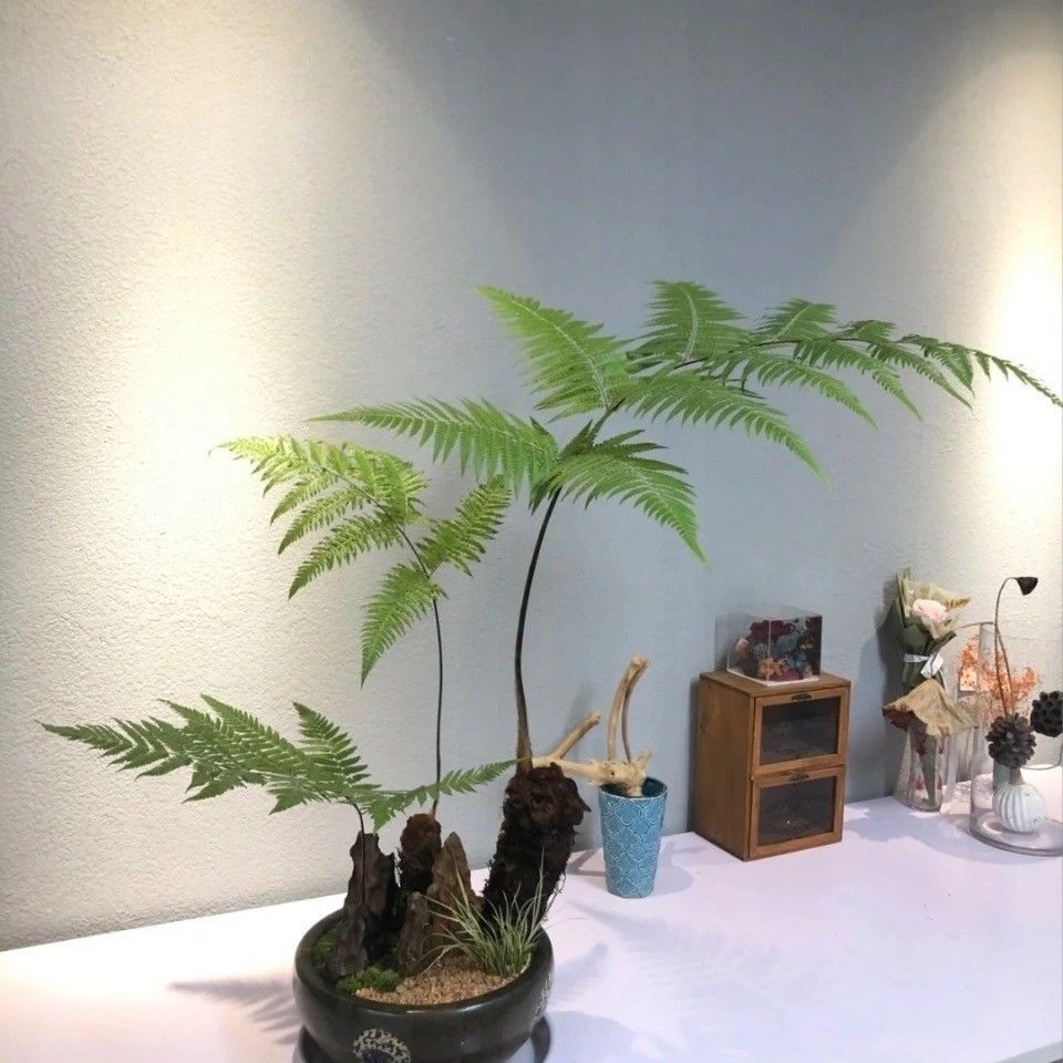 蕨类绿植物金丝网红蕨喜阴四季常青禅意室内摆放花园庭院景观盆栽