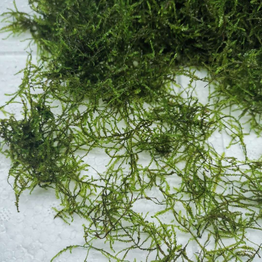 散装垂泪慕丝植物真活体套餐淡怪蕨绑沉木入门级 垂泪莫斯20克(绑线)