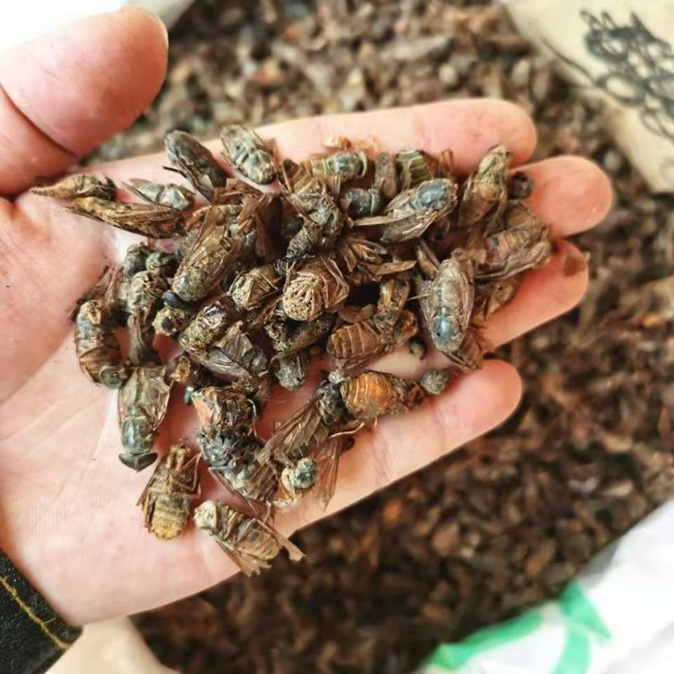 虻蟲中藥材10g 水虻蟲黑水虻蟲幹 蒼蠅牛虻 牛虻蟲 虻蟲粉 牛蚊子 10g