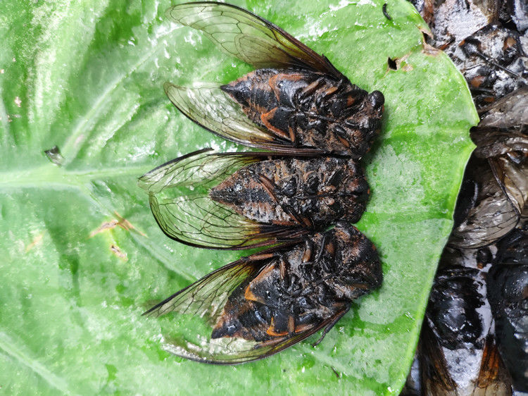 伟博伟博精选速冻黑蝉老蝉成蝉食用黑知了新鲜节流姐知了猴成虫全国