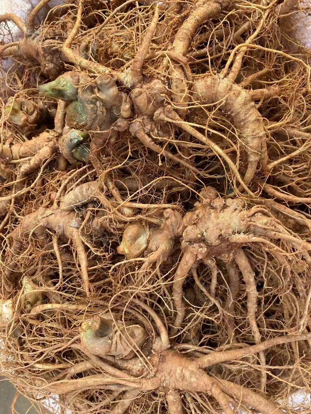 花初醒三七根新鲜三七云南文山鲜田七现挖20头30头40头鲜煲汤泡酒料15