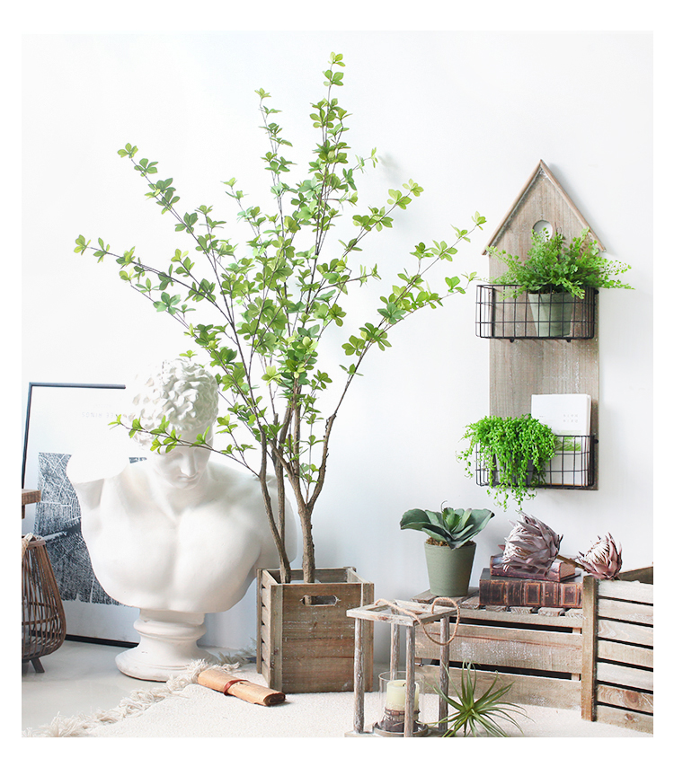 绿植日本吊钟树室内落地植物盆栽家居服装店装饰摆件吊钟树16米单杆