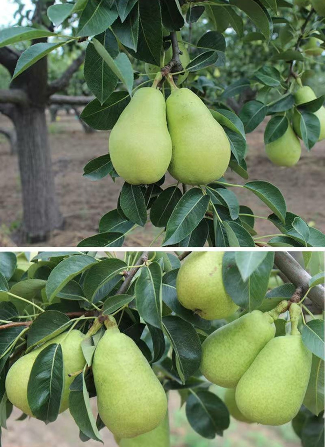 山东太婆梨啤酒梨现摘现发1斤2斤3斤5斤10斤新鲜发货5斤中果实惠装