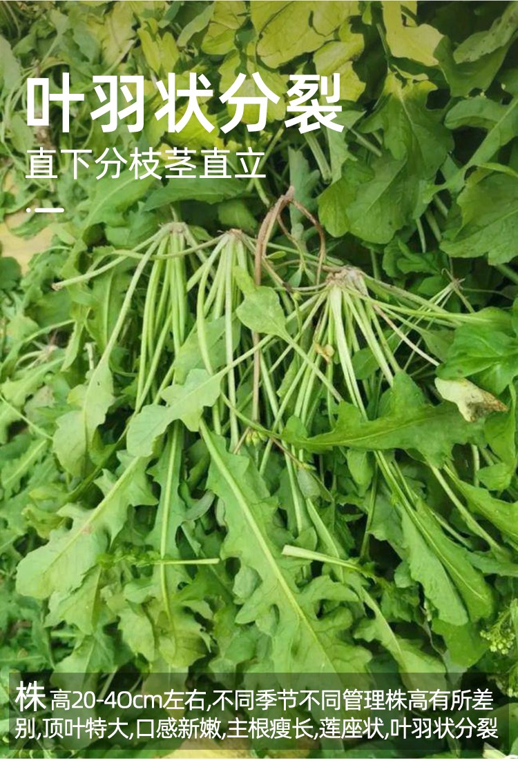 大禹薺菜種子野菜秋季蔬菜耐寒青菜種籽薺菜種子10gx2袋