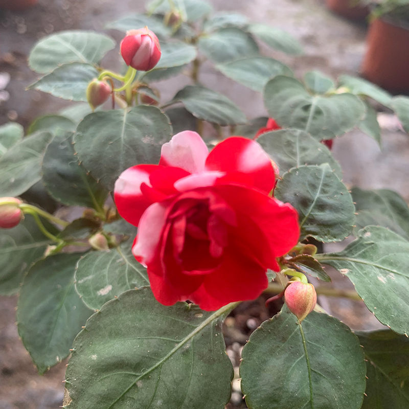 络咚棠**上新水梅花盆栽带花苞重瓣凤仙花四季开花耐寒花卉室内阳台