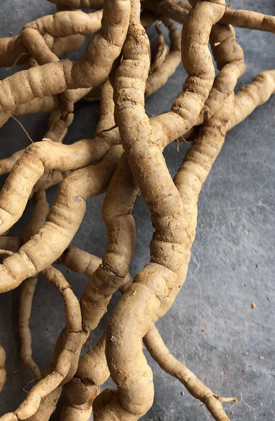 伟博新鲜野生巴戟天滋补中药材野生巴戟鸡肠风深山采挖巴戟天优选250g