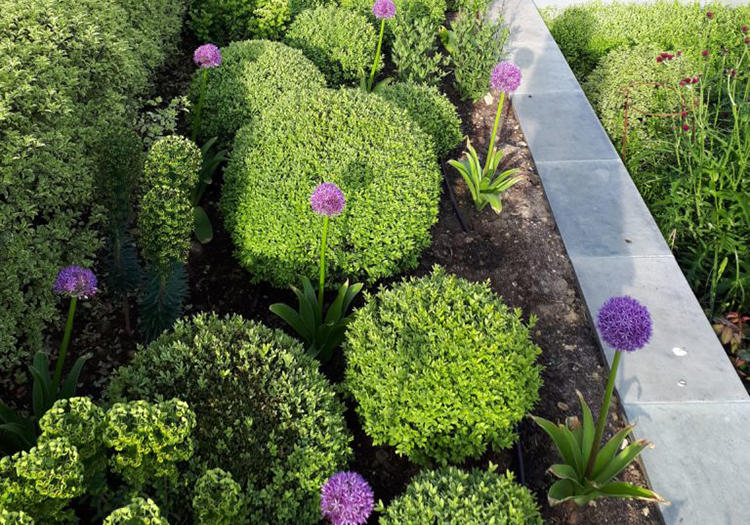 龟甲冬青球大小叶黄杨树苗冬青球树苗四季常青庭院绿化球形植物 30-40