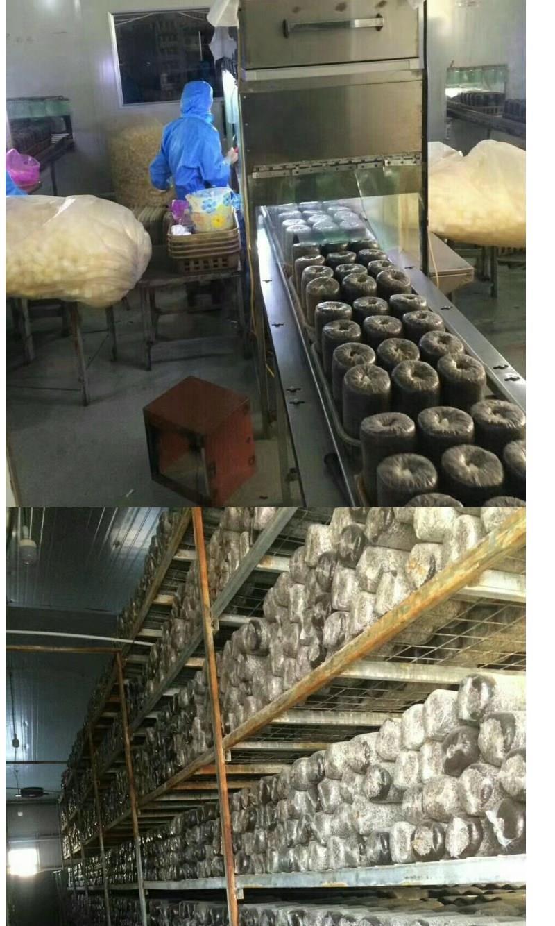 木黑木耳菌种家种东北黑木耳菌种 椴木黑木耳一级二级菌种 食用菌包