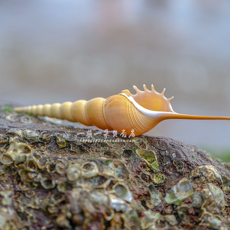 海螺贝壳长鼻螺收藏标本螺礼礼物创意家居装饰橱窗2022cm