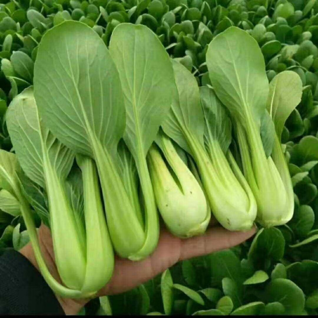 媚调 上海青新鲜蔬菜小白菜小油菜四季蔬菜农家自种无公害现摘 三斤