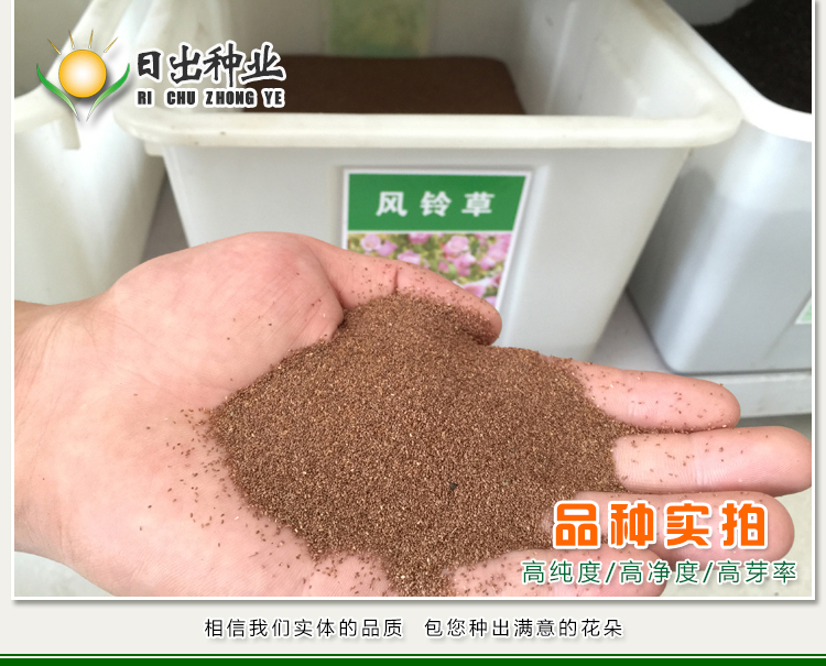 种子钟花混色多年生低矮花卉室内阳台盆栽易活播花种子易种混色风铃草