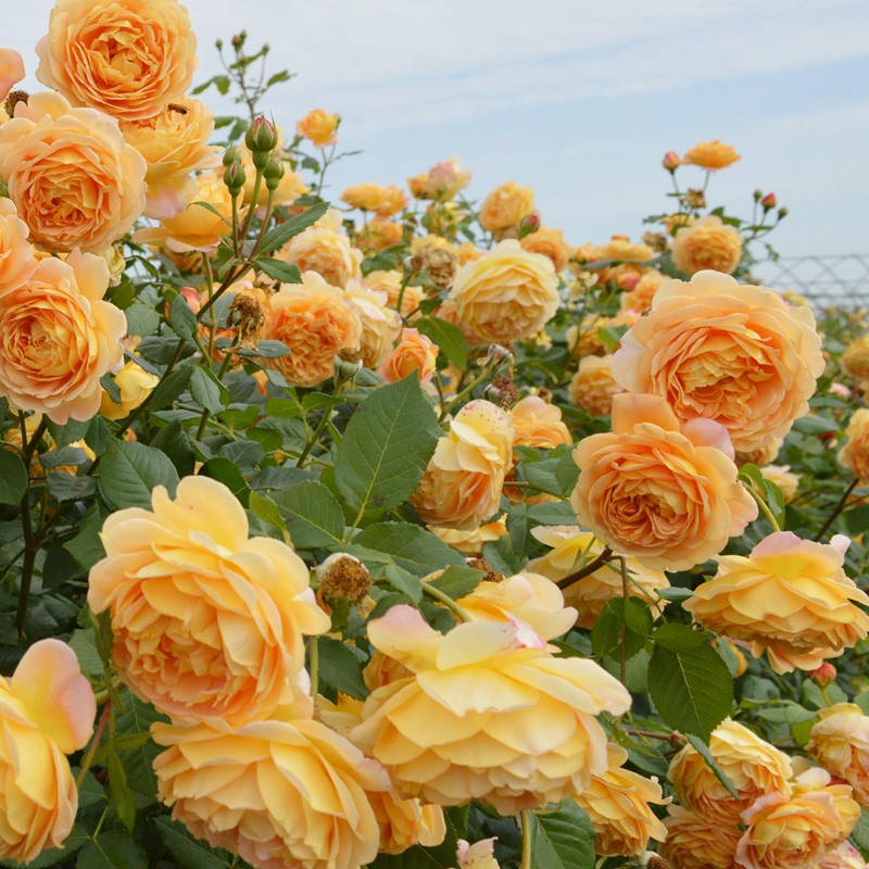 花仙知爬藤月季黄金庆典藤本月季花大苗浓香特大花爬墙玫瑰阳台庭院