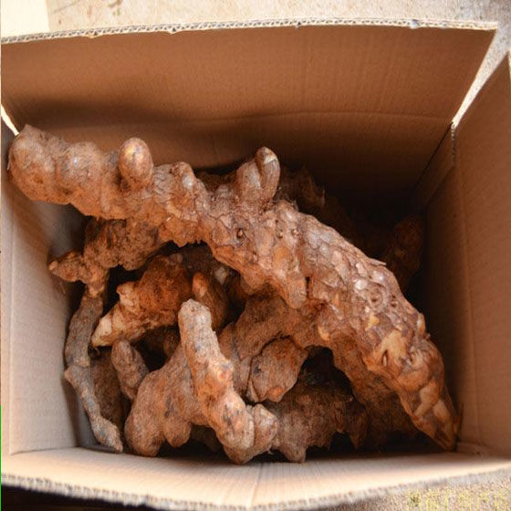 广西新鲜土茯苓现挖正宗白肉土茯苓煲汤材料鲜土茯苓 1000g【图片