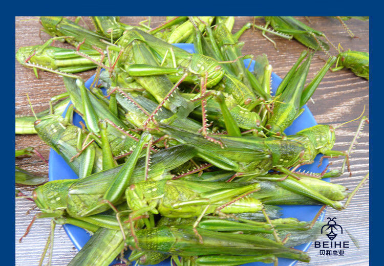 有仁堂个个带籽全母棉蝗蚂蚱纯母新鲜冷冻青蚂蚱蝗虫蹬倒山蚂蚱大蚱蜢