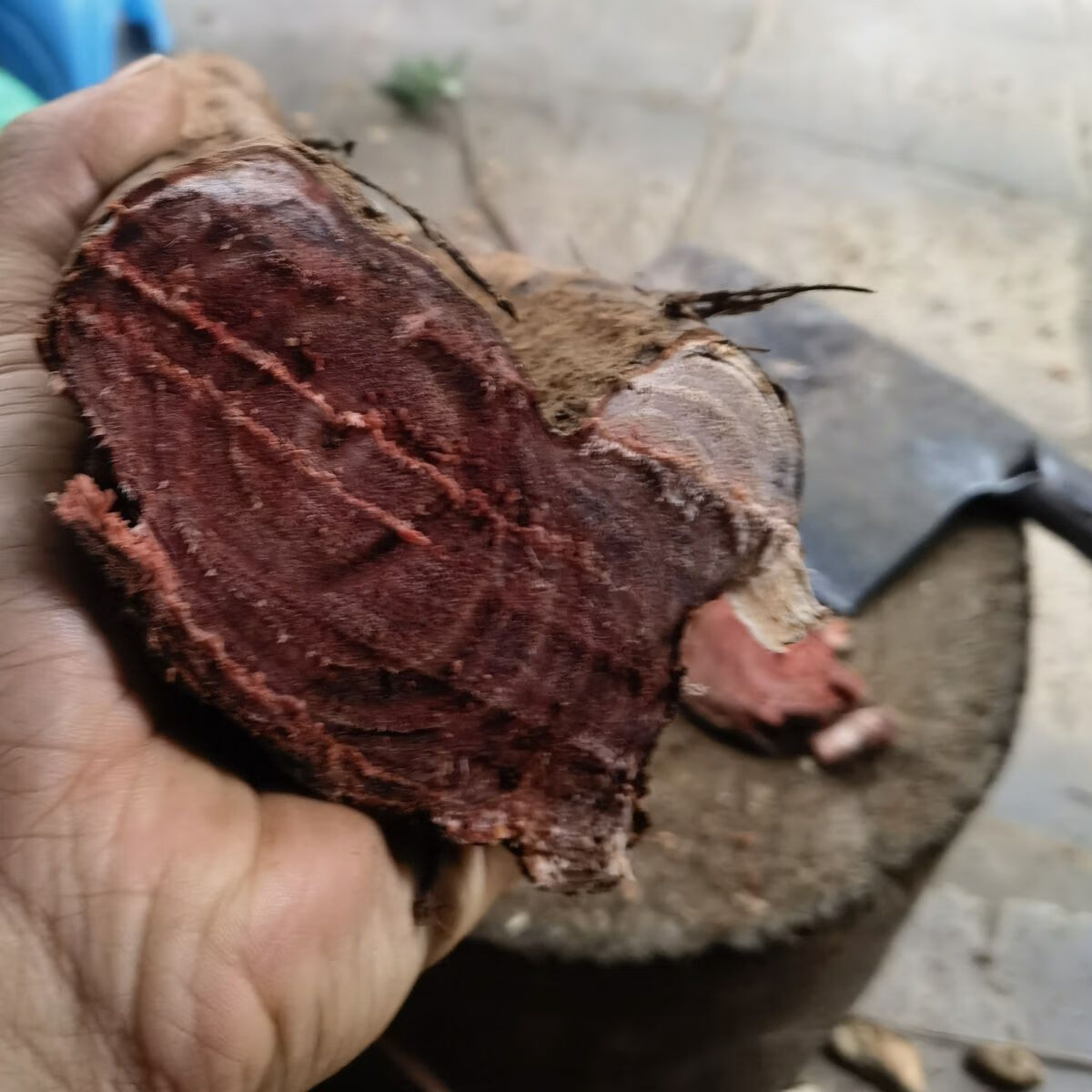 野生新鲜老年鸡血藤 血风 血藤中药材 血风藤 500克 500克【图片 价格