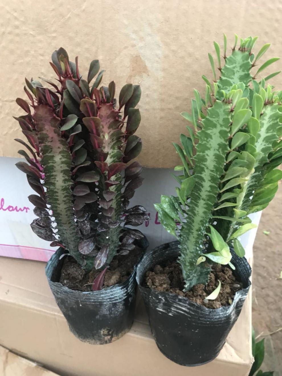 多肉巴西龙骨花量天尺仙人柱龙骨嫁接彩麒麟一紫一青一对多头2颗3035