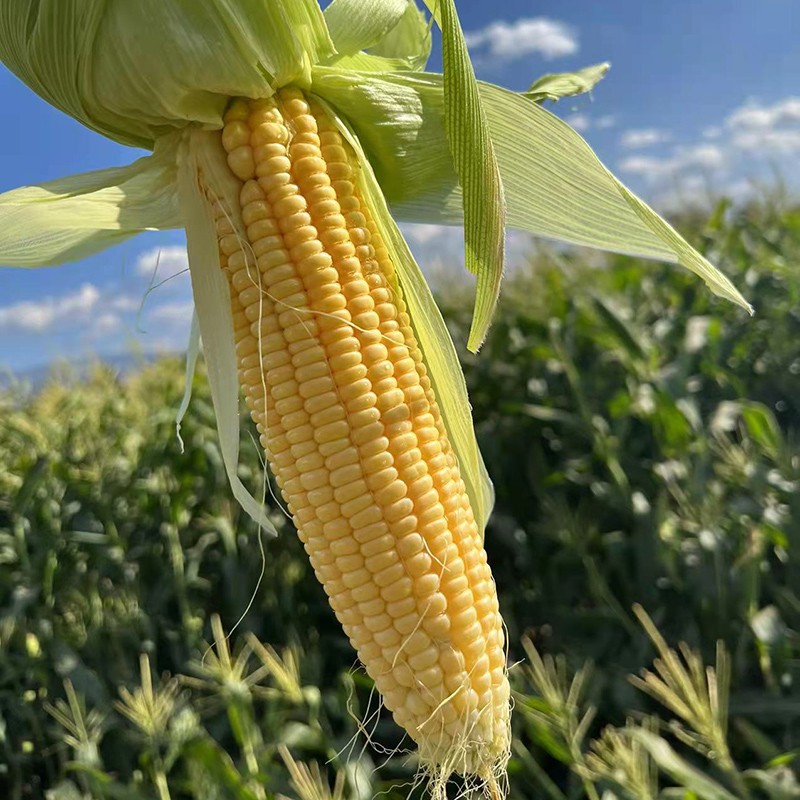 攀枝花太阳花脆甜水果玉米孕妇儿童可食脆甜爆浆化渣可生吃无腥味 8斤