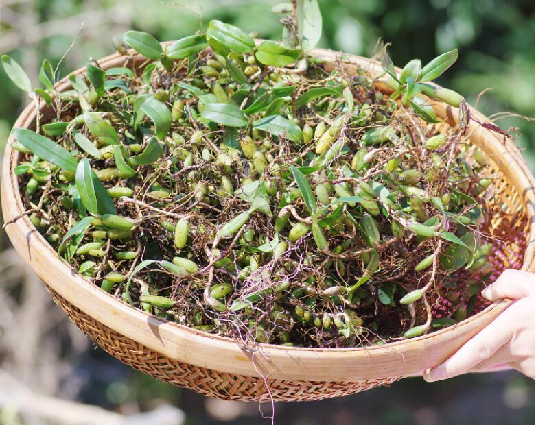 【现货】石橄榄 新鲜石仙桃 石岩珠煲汤炖汤食材 广式 单叶中大号500g