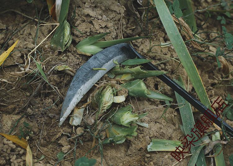 割韭菜专用手工小镰刀小号割刀子除草月牙锄迷你家用挖野菜蔬菜刀 木