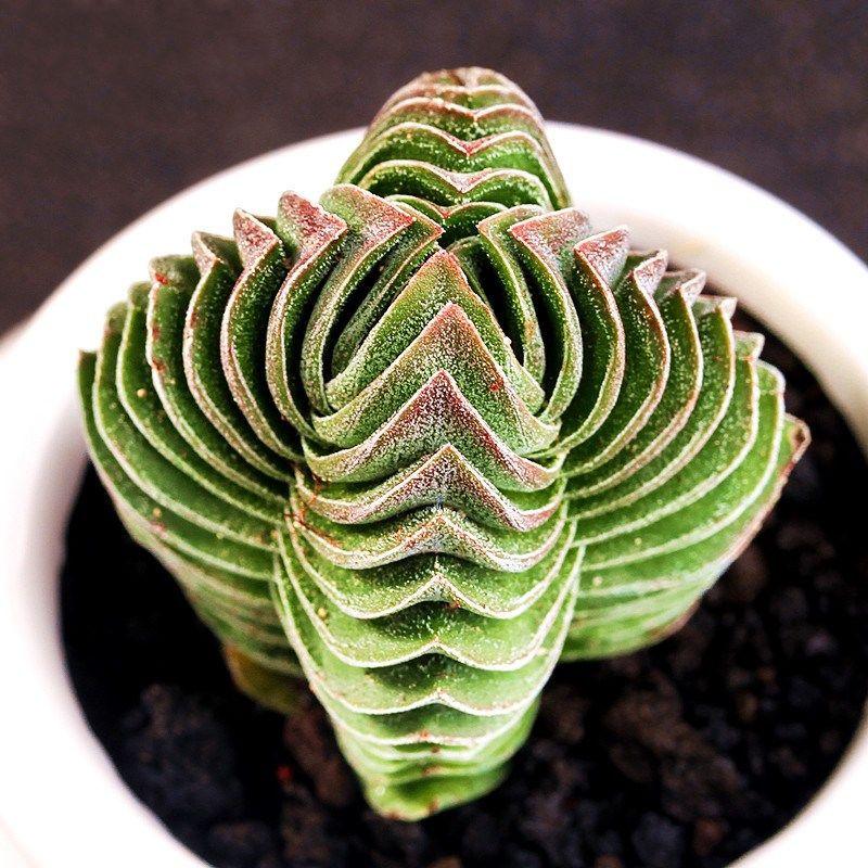 方塔多肉植物盆栽组合盆栽套餐青锁龙肉肉植物花卉绿植盆景茜之塔原装