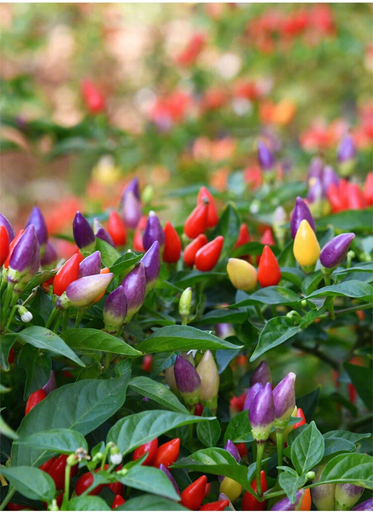 大禹广西七彩辣椒种子苗五彩椒泡椒种籽灯笼椒夏季秋季阳台蔬菜盆栽