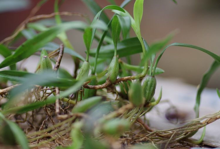 有仁堂野生双叶单叶石橄榄新鲜石仙桃小号大号山石斛煲汤双叶药用苦辣