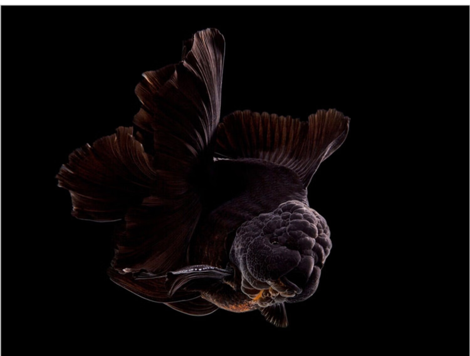 百褶泰狮金鱼精品活鱼进口f1泰狮红白菠萝泰师百褶裙好养 9-10cm进口