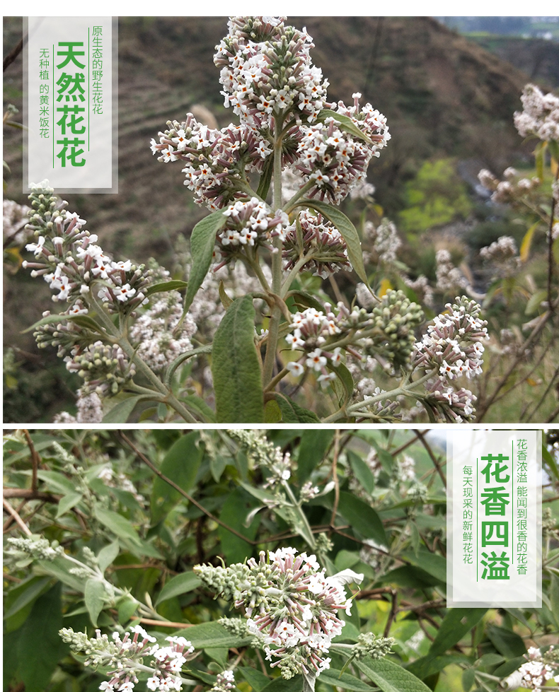 淳滋堂【自选好物】贵州广西特产新鲜野生密蒙花染饭花糯米花植物染料