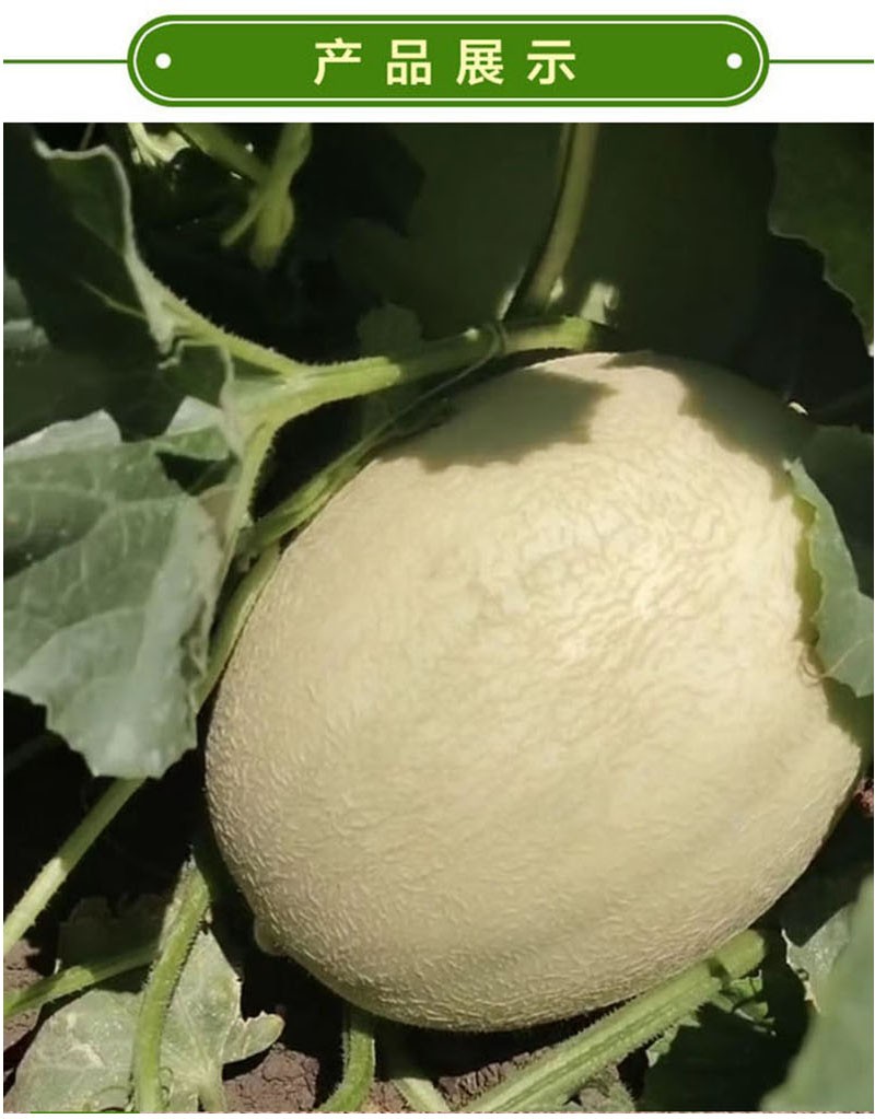 万贝农庄甘肃武威民勤沙漠白兰瓜瓜州银蒂蜜瓜新鲜水果西北兰州甜瓜