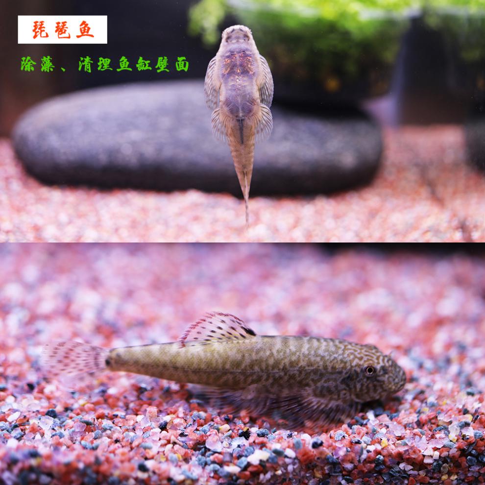 清道夫工具鱼金苔鼠花椒鼠珍珠鼠白老鼠鱼清洁鱼底栖鱼活体老鼠鱼套餐