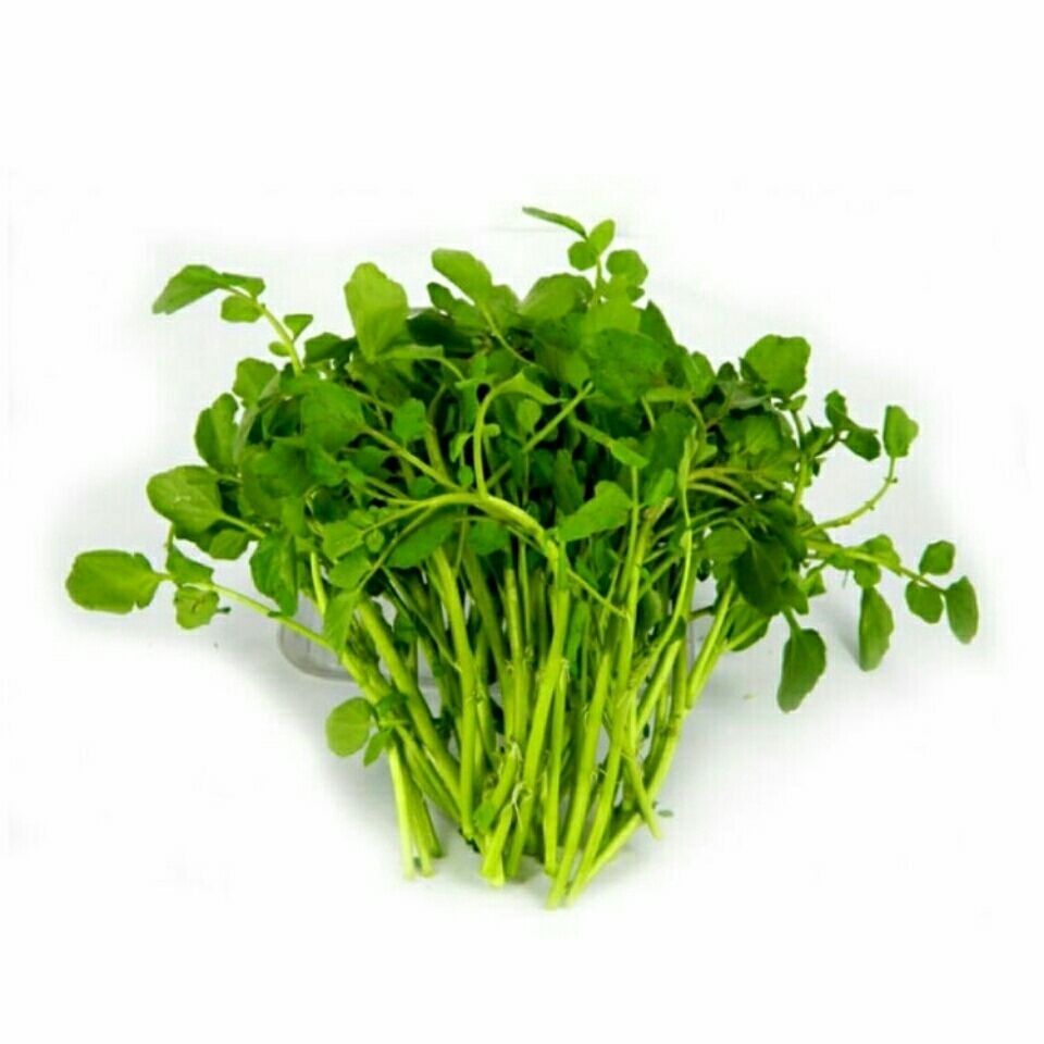 西洋菜贵州新鲜豆瓣菜水芹菜蔬菜基地直供绿色山泉水种植3斤西洋菜